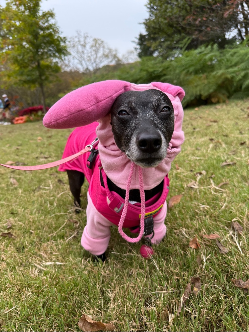 Piglet dog costume